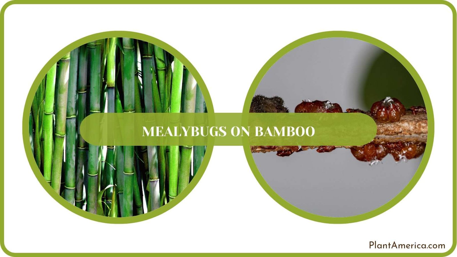 Removing Infested Bamboo Parts Plantamerica