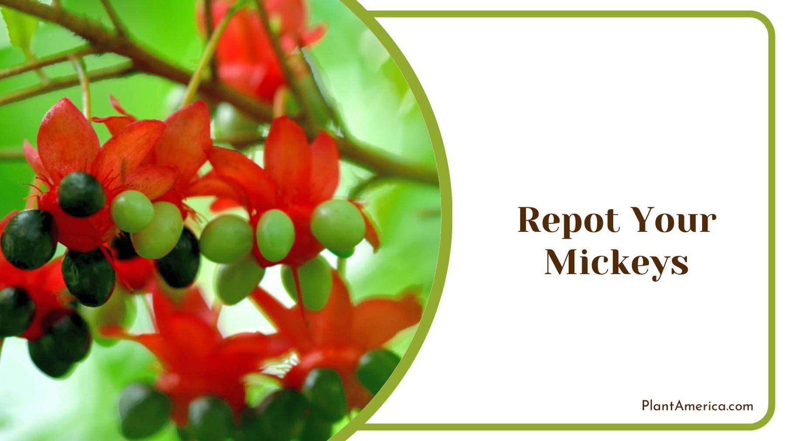 Repot Mickeys Plants Plant America