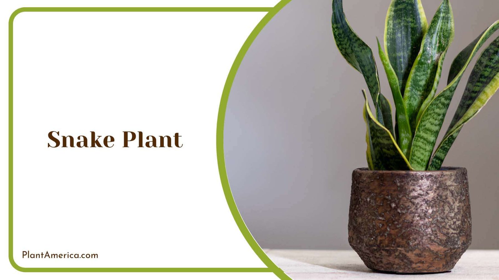 Resilient Snake Plants Plant America