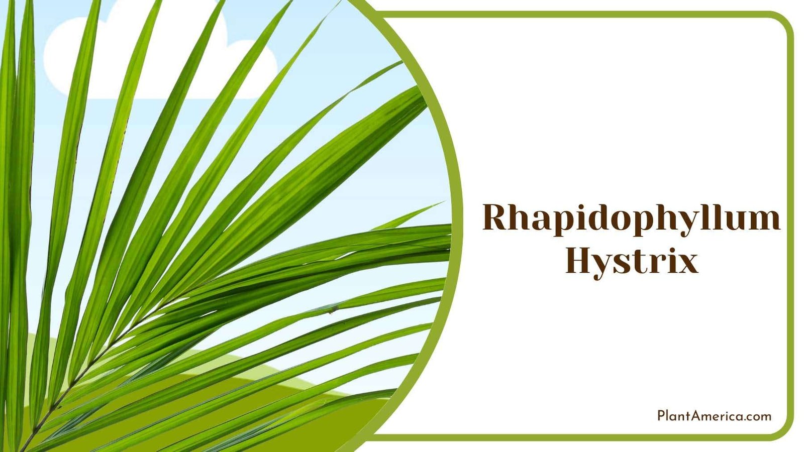 Rhapidophyllum Hystrix Plant Plant America