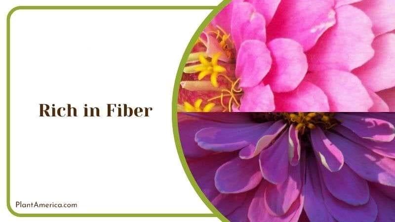 Rich in Fiber PlantAmerica