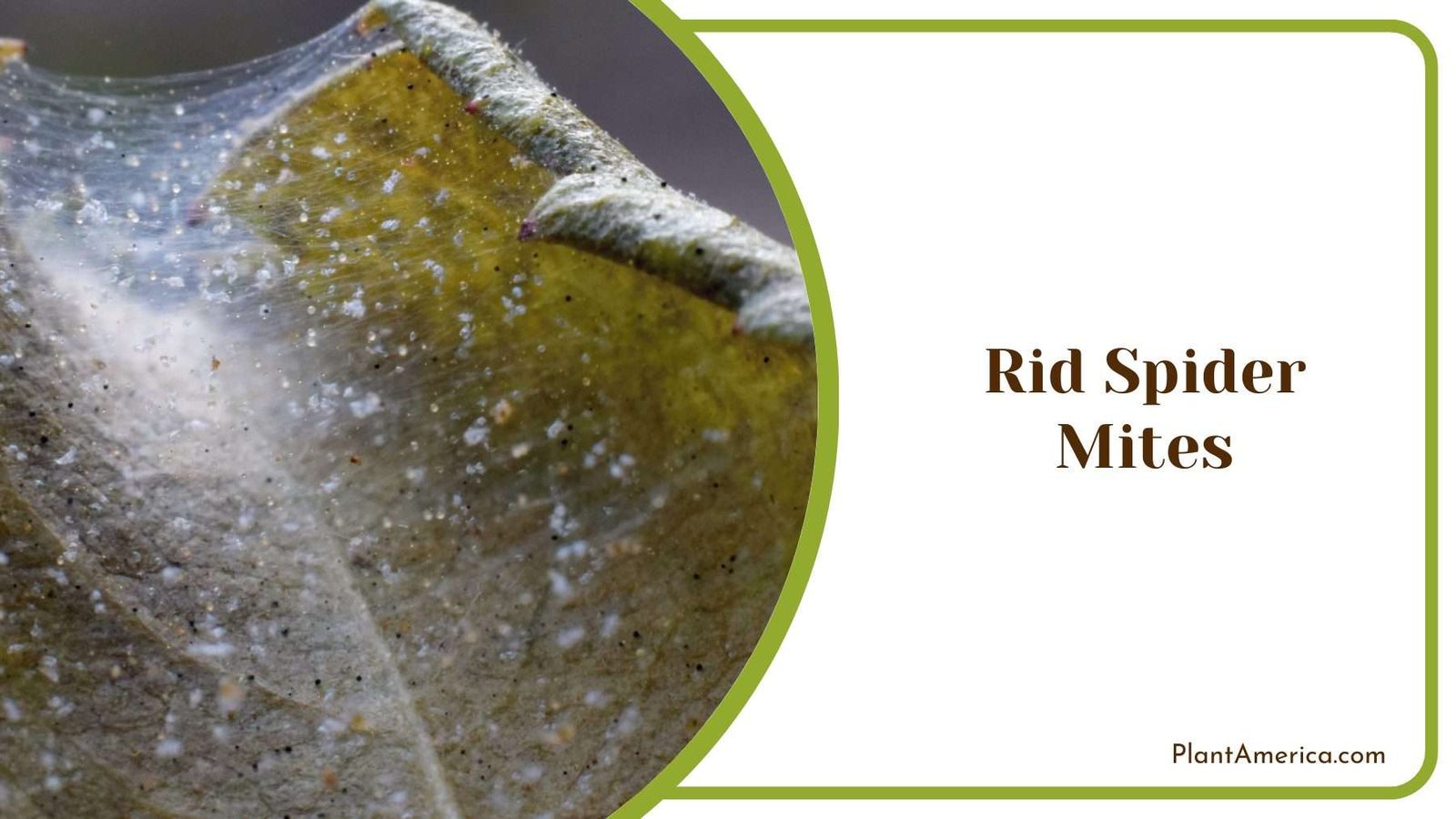 Rid Spider Mites Plant America
