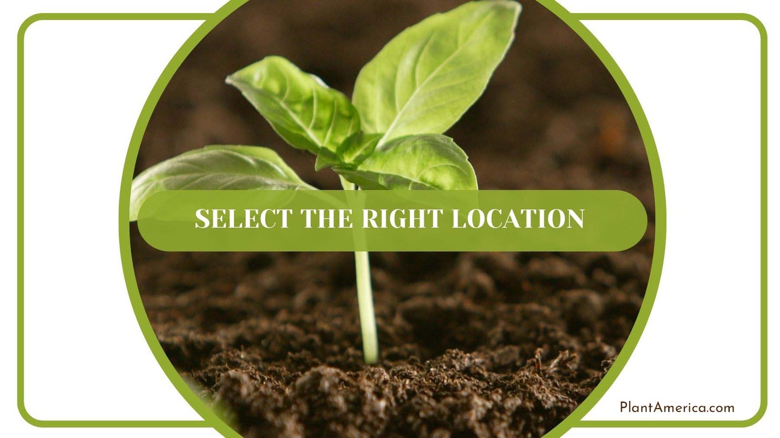 Right Location to Transplant Seedlings PlantAmerica Right Location to Transplant Seedlings PlantAmerica