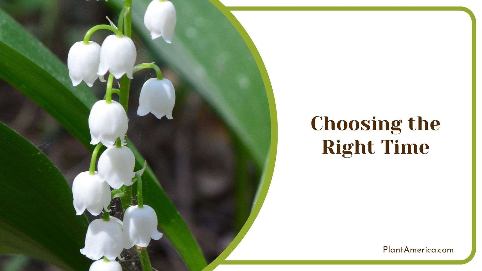 How to Transplant Lily of the Valley Guide for Beginners Plant America