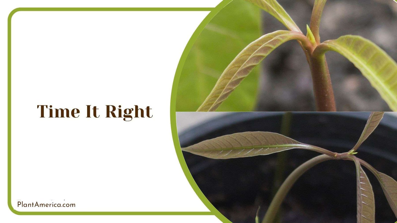 Right Time to Transplant Mango Tree