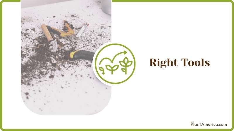 Right Tools to Transplant Plant America