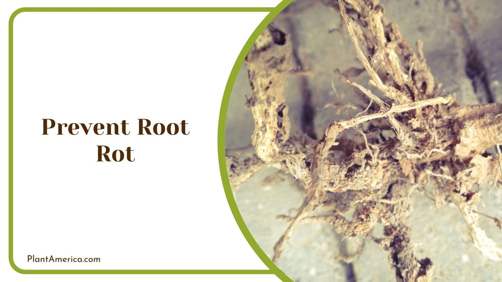 Root Rot on A Tree Plant America