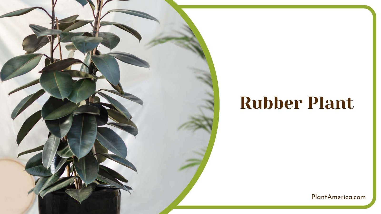 Rubber Glossy Leaves Plant America
