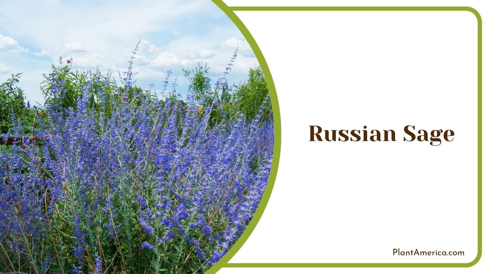 Russian Sage Plant In Desert Plant America