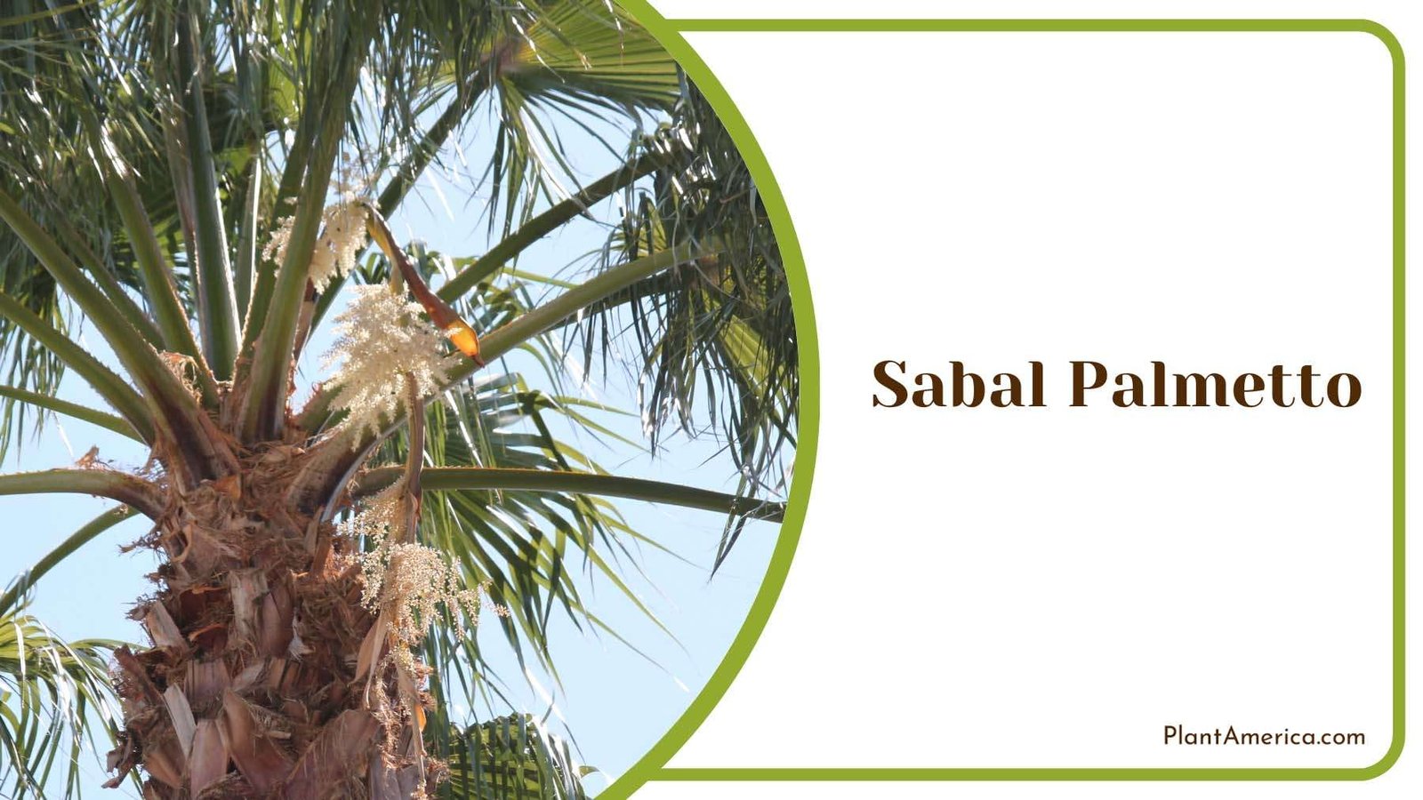 Sabal Palmetto On Sunlight Plant America
