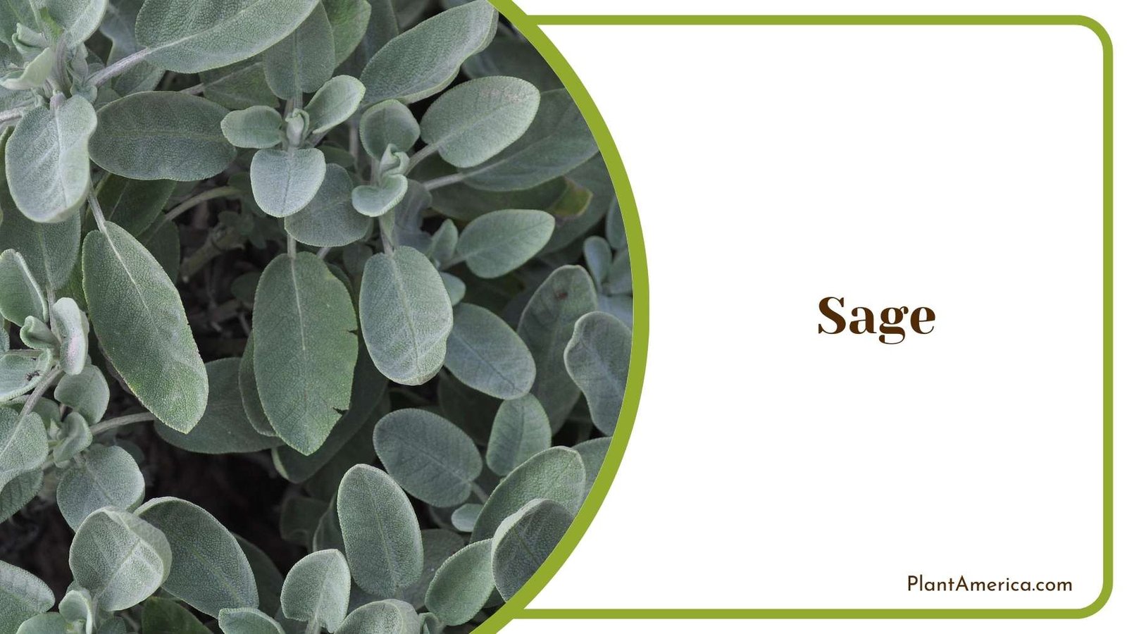 Sage Flower Plant America