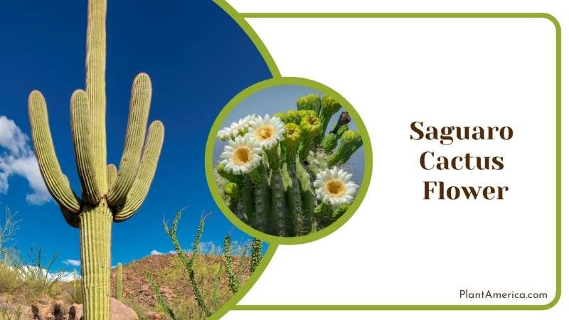 Saguaro Cactus Flower Plant America
