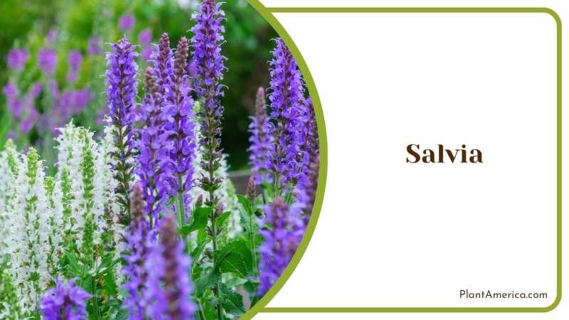 Salvia Flowers Plant America 1 Salvia Flowers Plant America 1