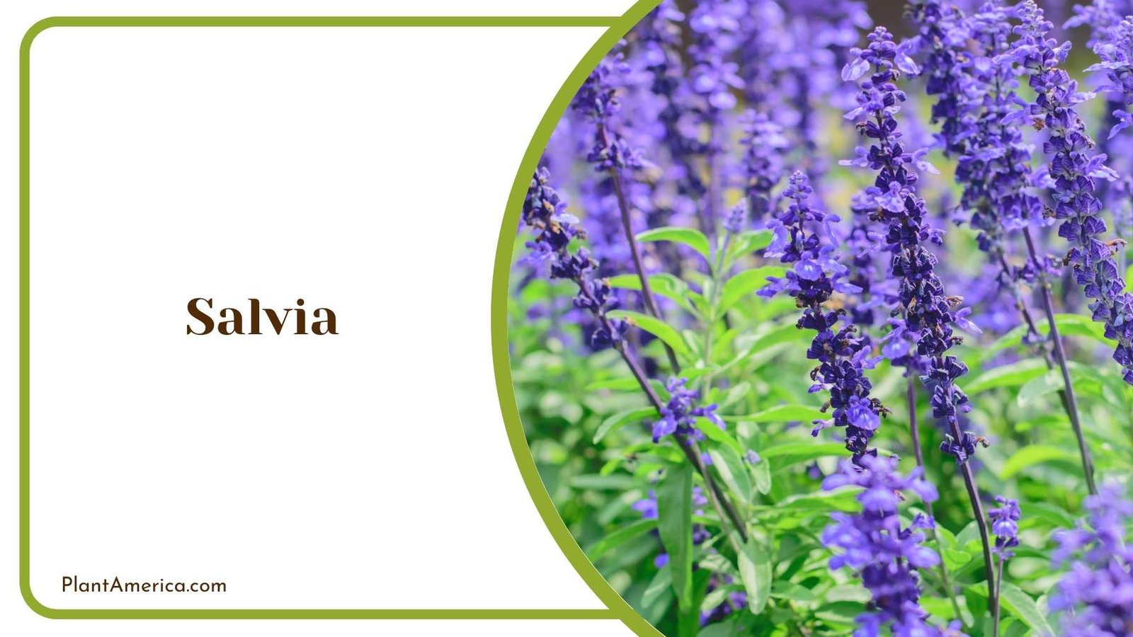 Salvia Flowers Plant America