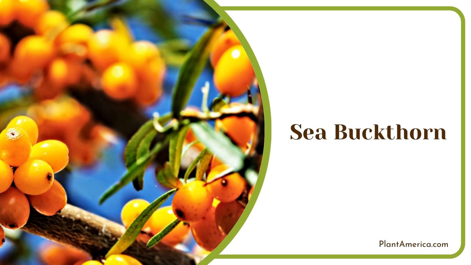 Sea Buckthorn On a Tree Plant America