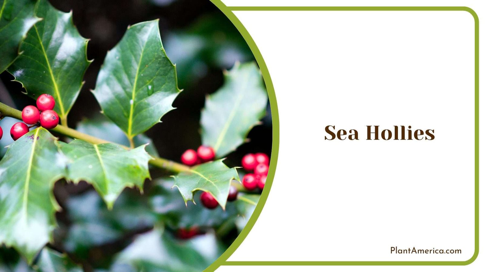 Sea Hollies Flower Plant America Sea Hollies Flower Plant America