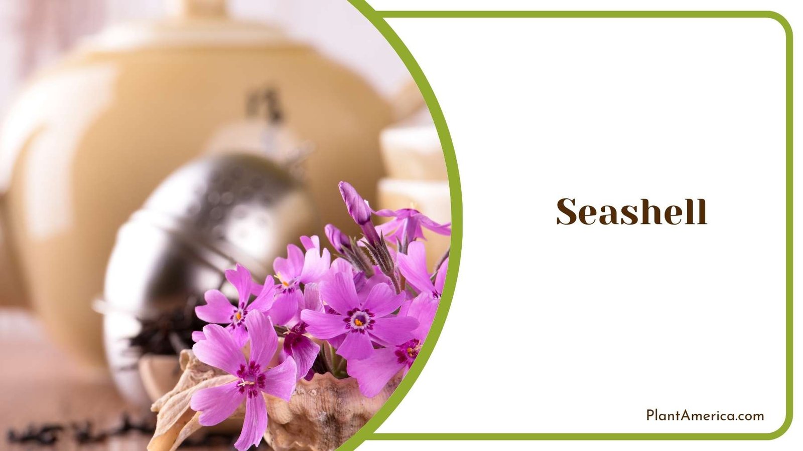 Seashell Carnation Picture Plant America