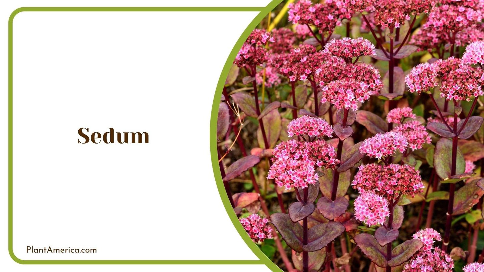 Sedum Leaves Plant America Sedum Leaves Plant America