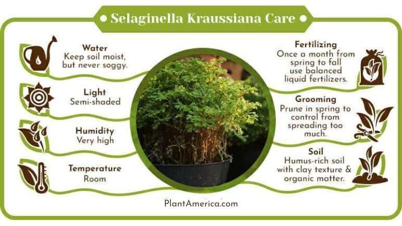 Selaginella Kraussiana Care infographic Plant America The Selaginella Kraussiana: Care Nuggets For Optimal Growth