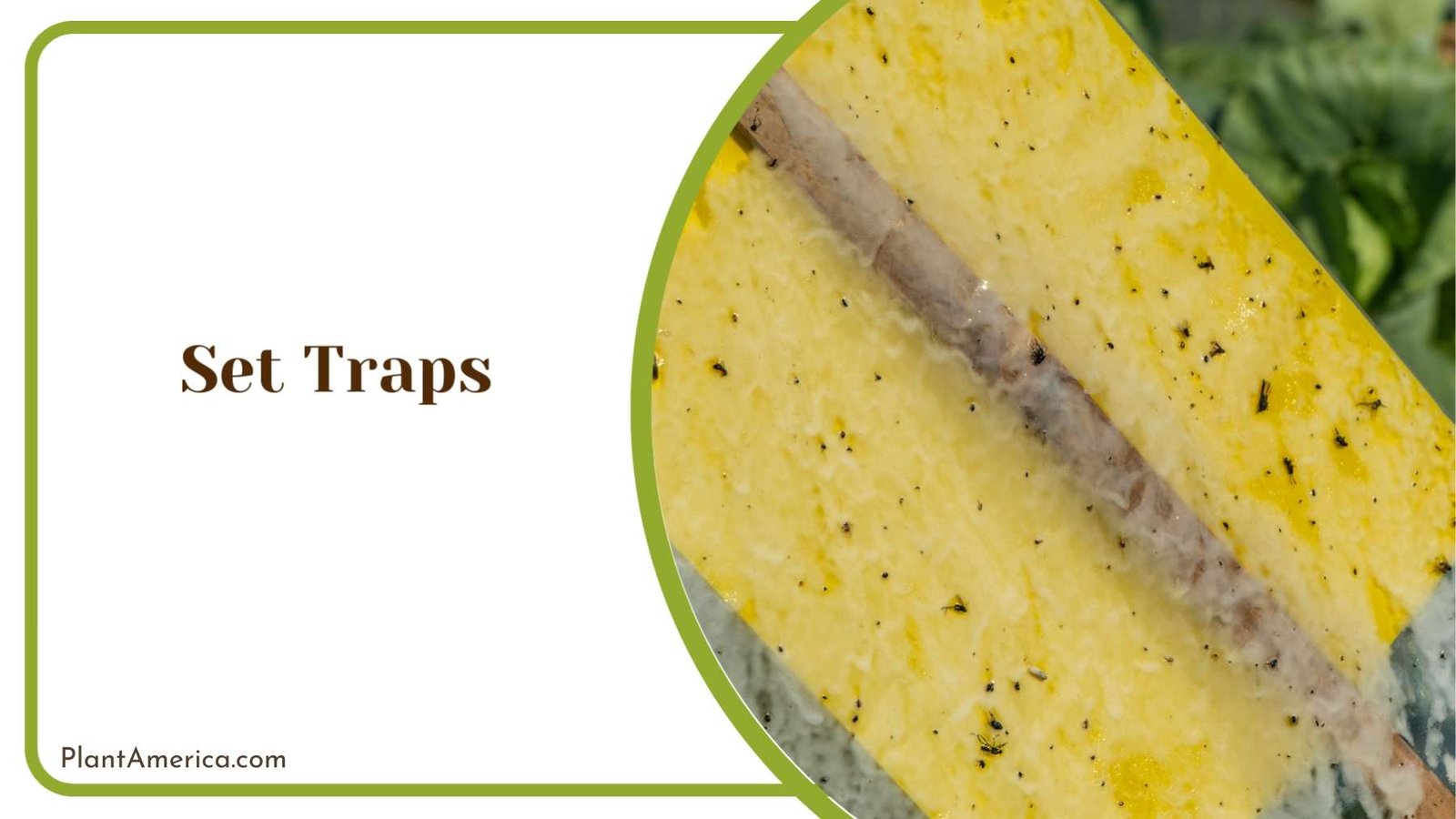Set Traps in Garden Plant America