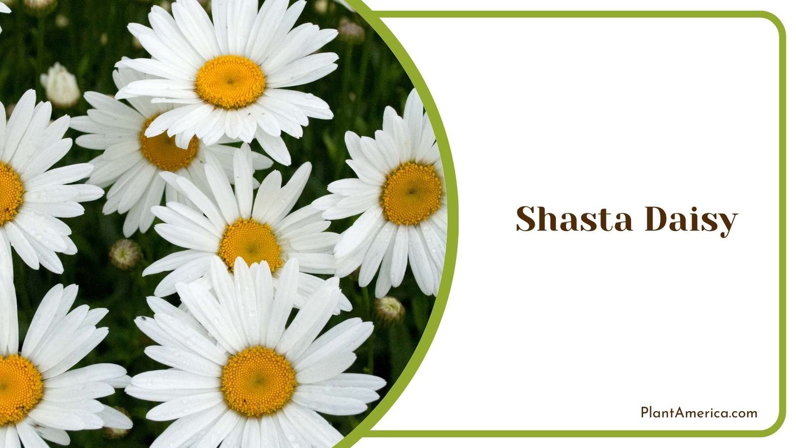 Shasta Daisy Close Shot Plant America