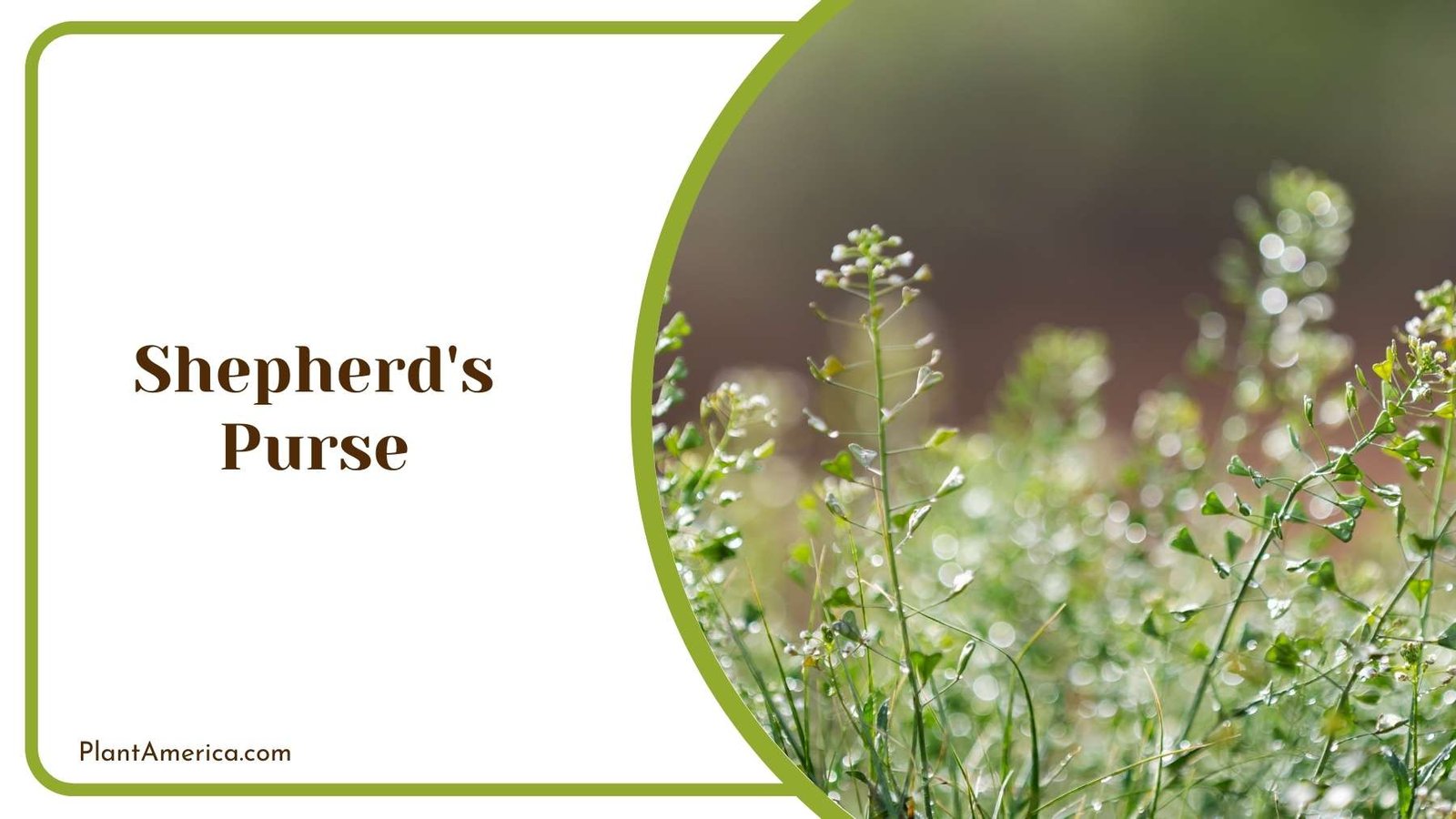 Shepherd s Purse Plant Plant America