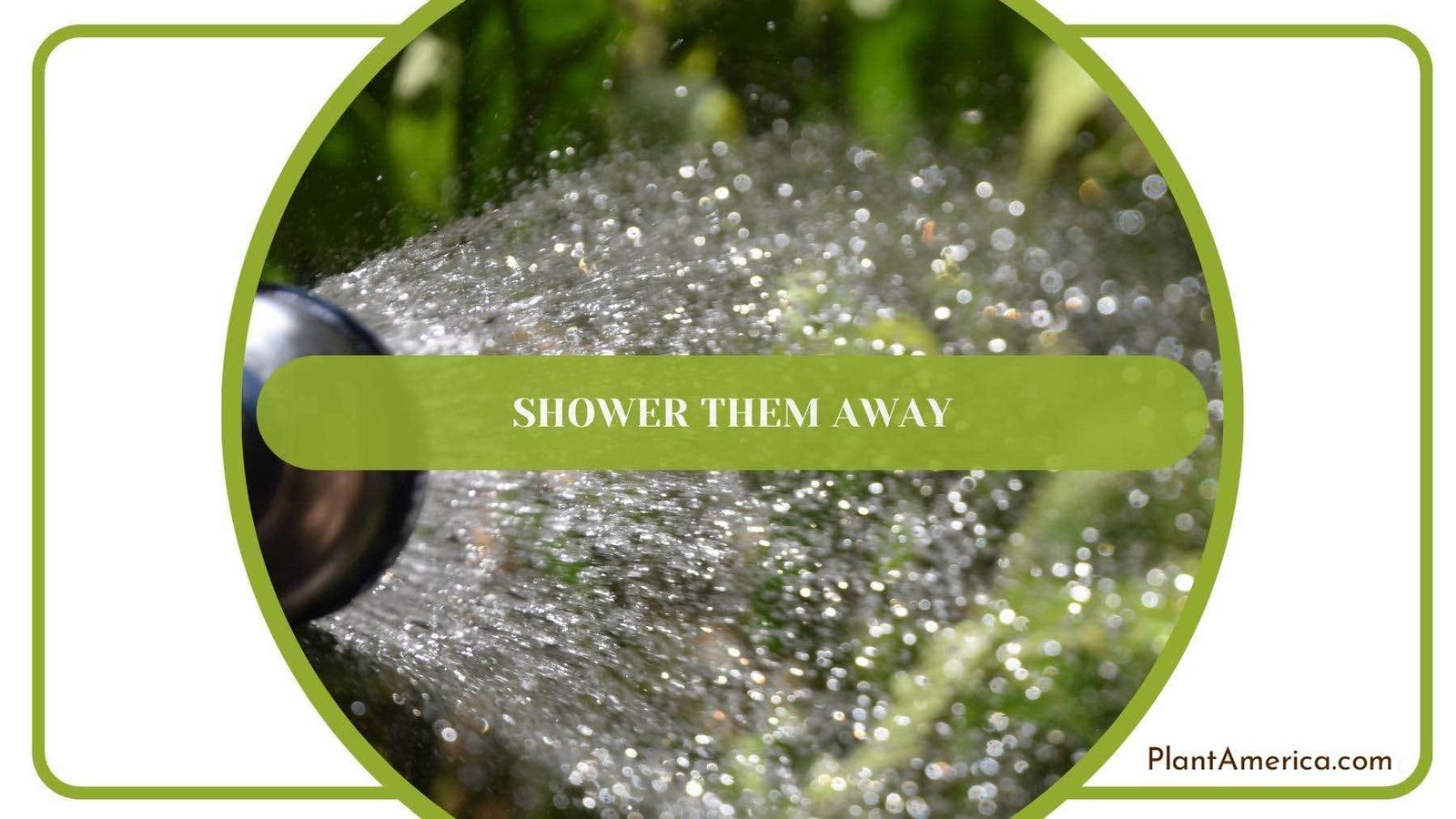 Showering Away All the Mealybugs Plant America Showering Away All the Mealybugs Plant America