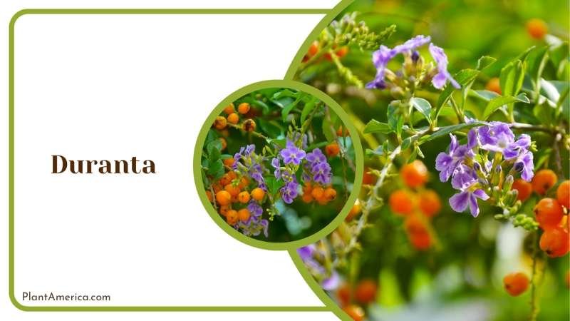 Showy Duranta Flowers Plant America