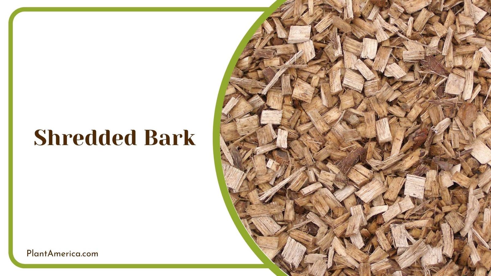 Shredded Bark Close Up Plant America Shredded Bark Close Up Plant America