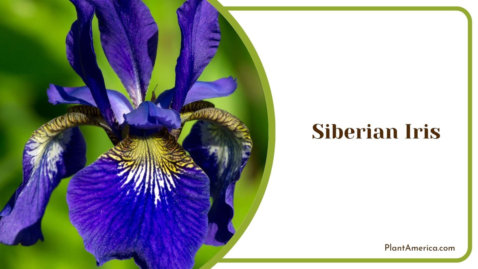 Siberian Iris Plant Plant America