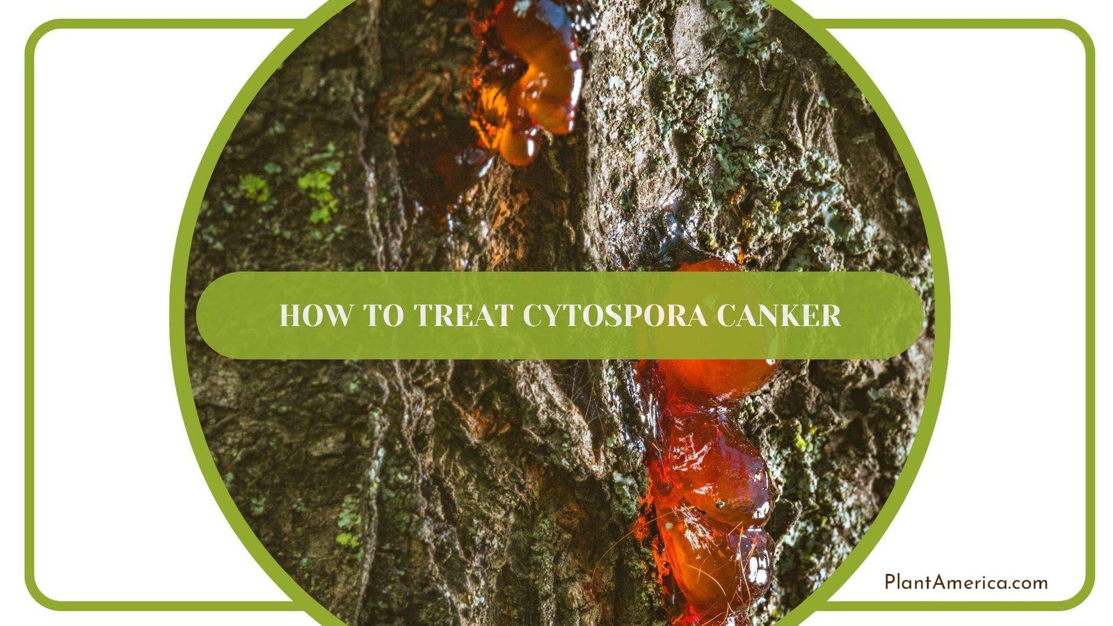 Signs Of Cytospora Canker On a Tree Branch Plant America Signs Of Cytospora Canker On a Tree Branch Plant America