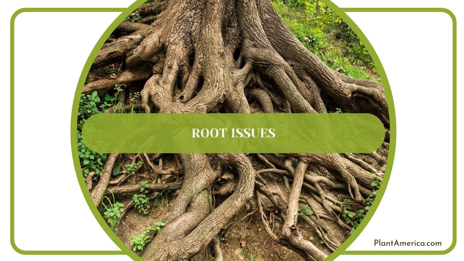 Signs Of Root Issues Plant America