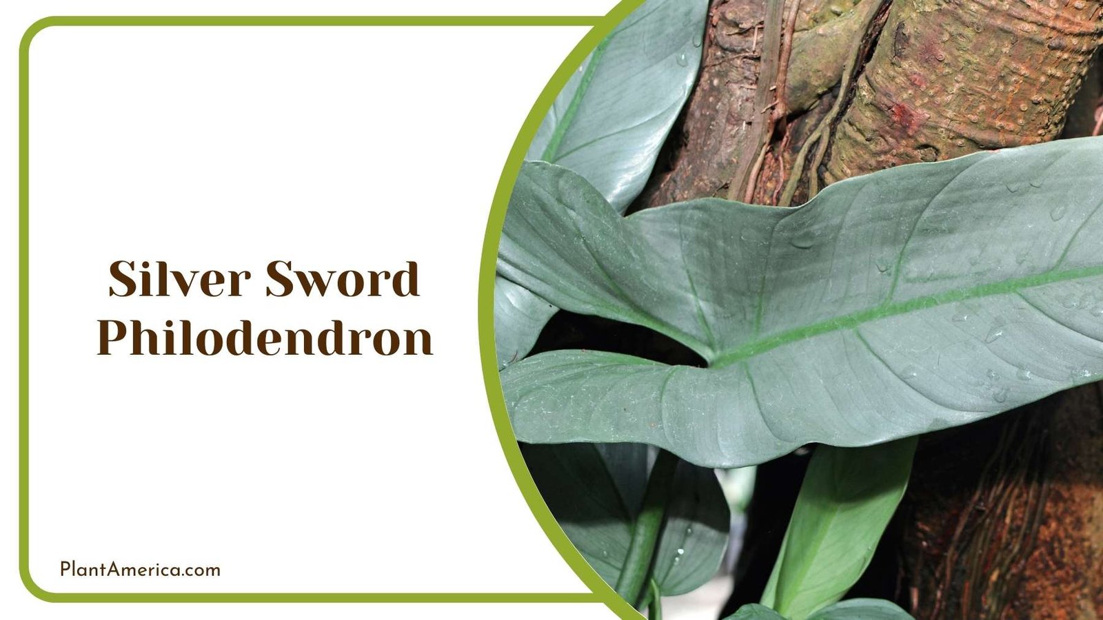 Silver Sword Philodendron On A Tree Plant America