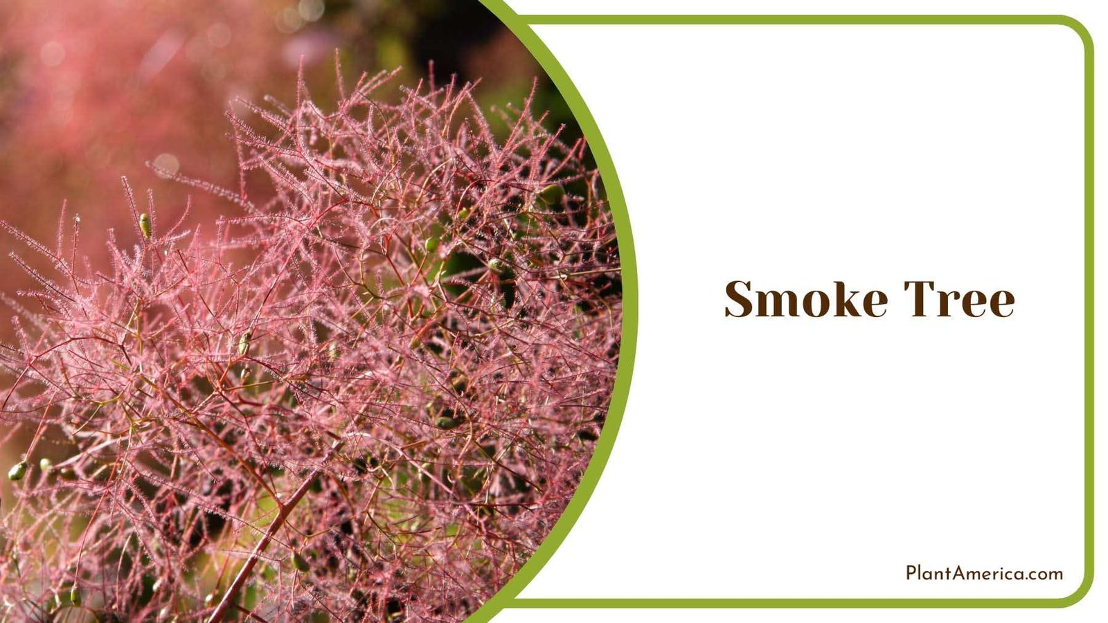 Smoke Tree Tiny Leaves Plant America Smoke Tree Tiny Leaves Plant America