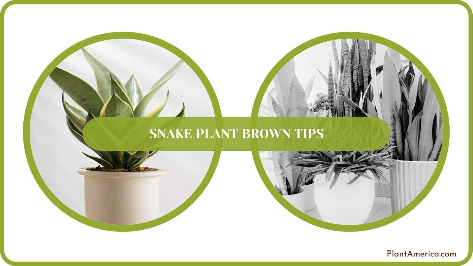 Snake Plant Care Plant America