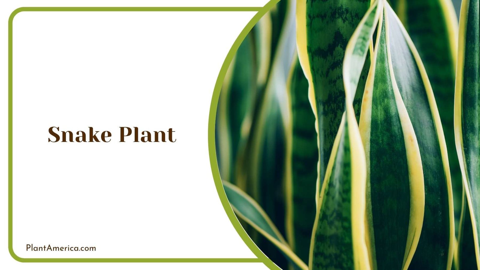 Snake Plant Close Up Plant America