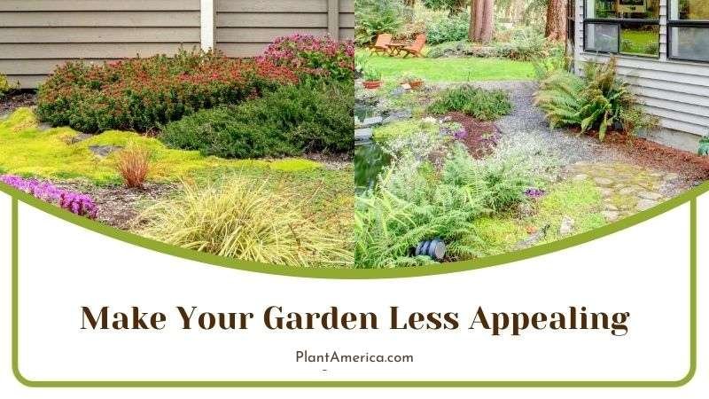 Snake Plant Plant America