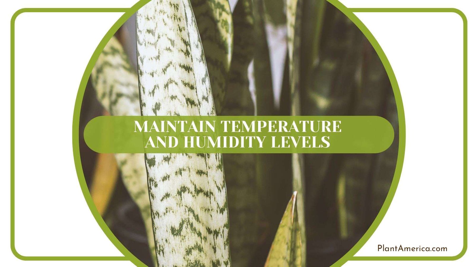 Snake Plant Required Temperature PlantAmerica Snake Plant Required Temperature PlantAmerica