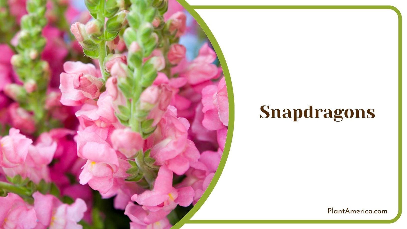 Snapdragons Plant America