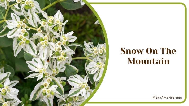 Snow on the Mountain Plant America