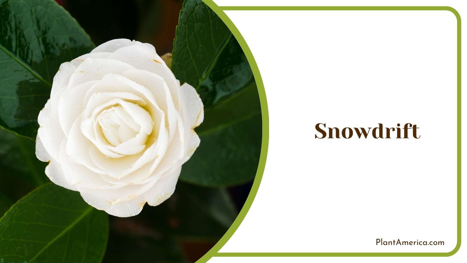 Snowdrift Picture Plant America