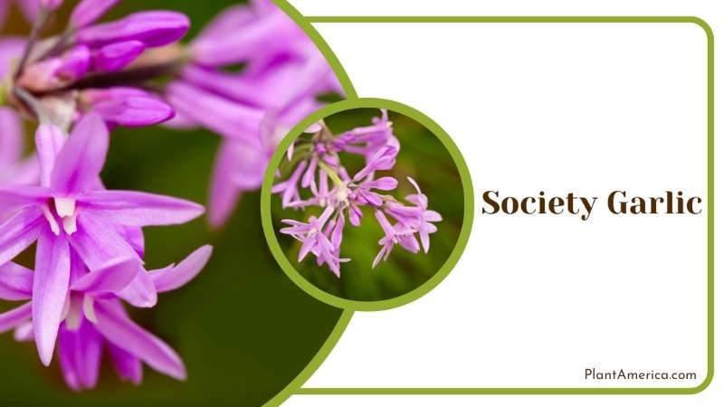 Society Garlic Blossoms Plant America