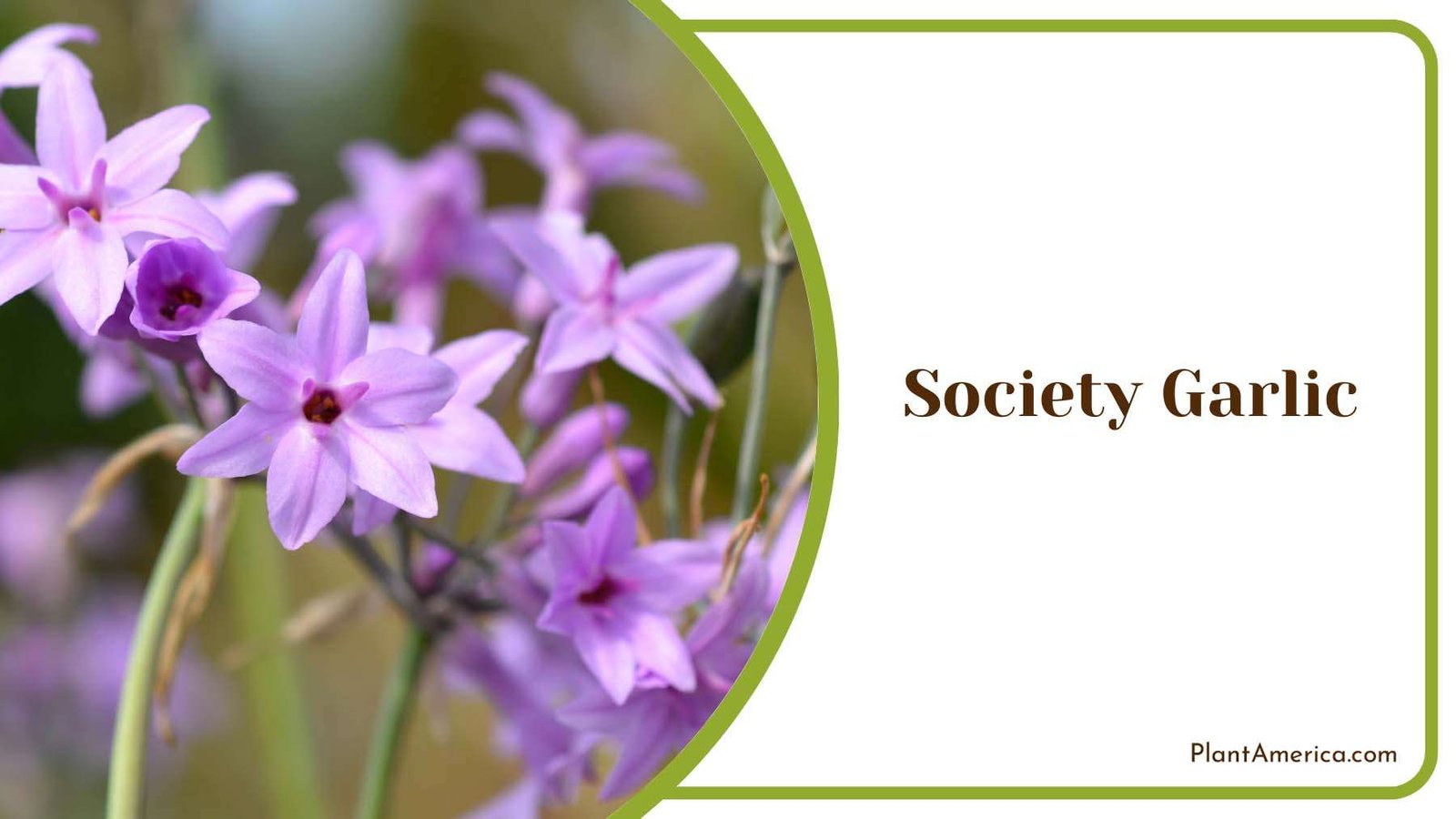 Society Garlic Ornamental Allium Plant America