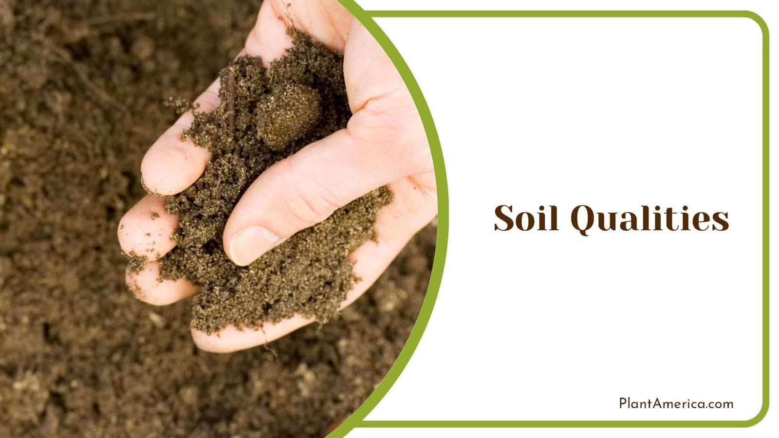 Soil Qualities for Fir Tree PlantAmerica