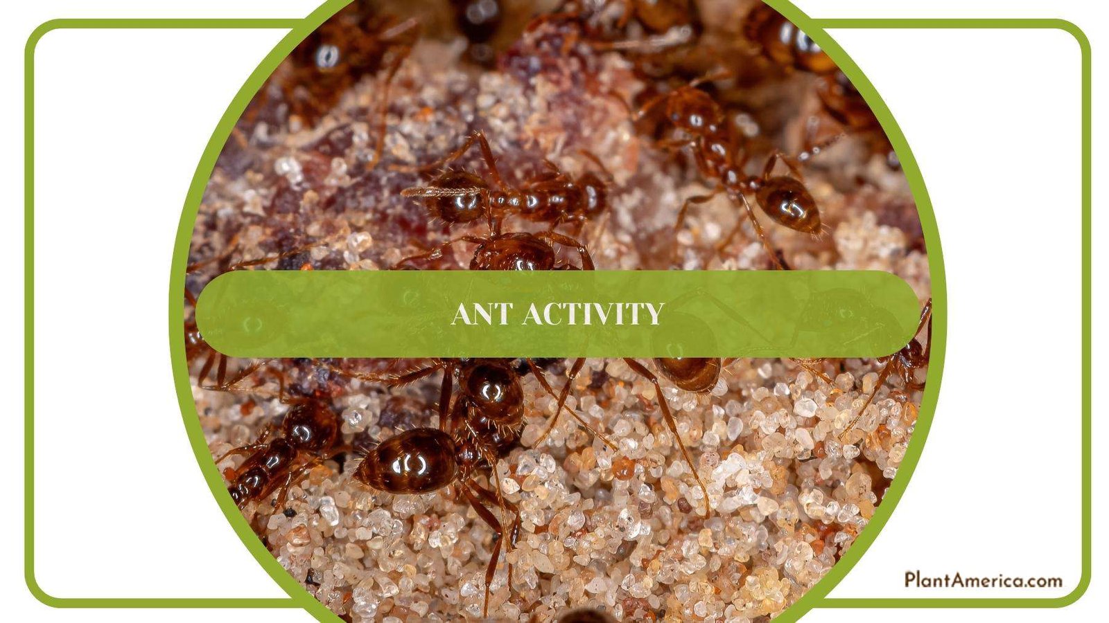 Soldier Ants While Trying To Find Food On a Rock Plant America Soldier Ants While Trying To Find Food On a Rock Plant America