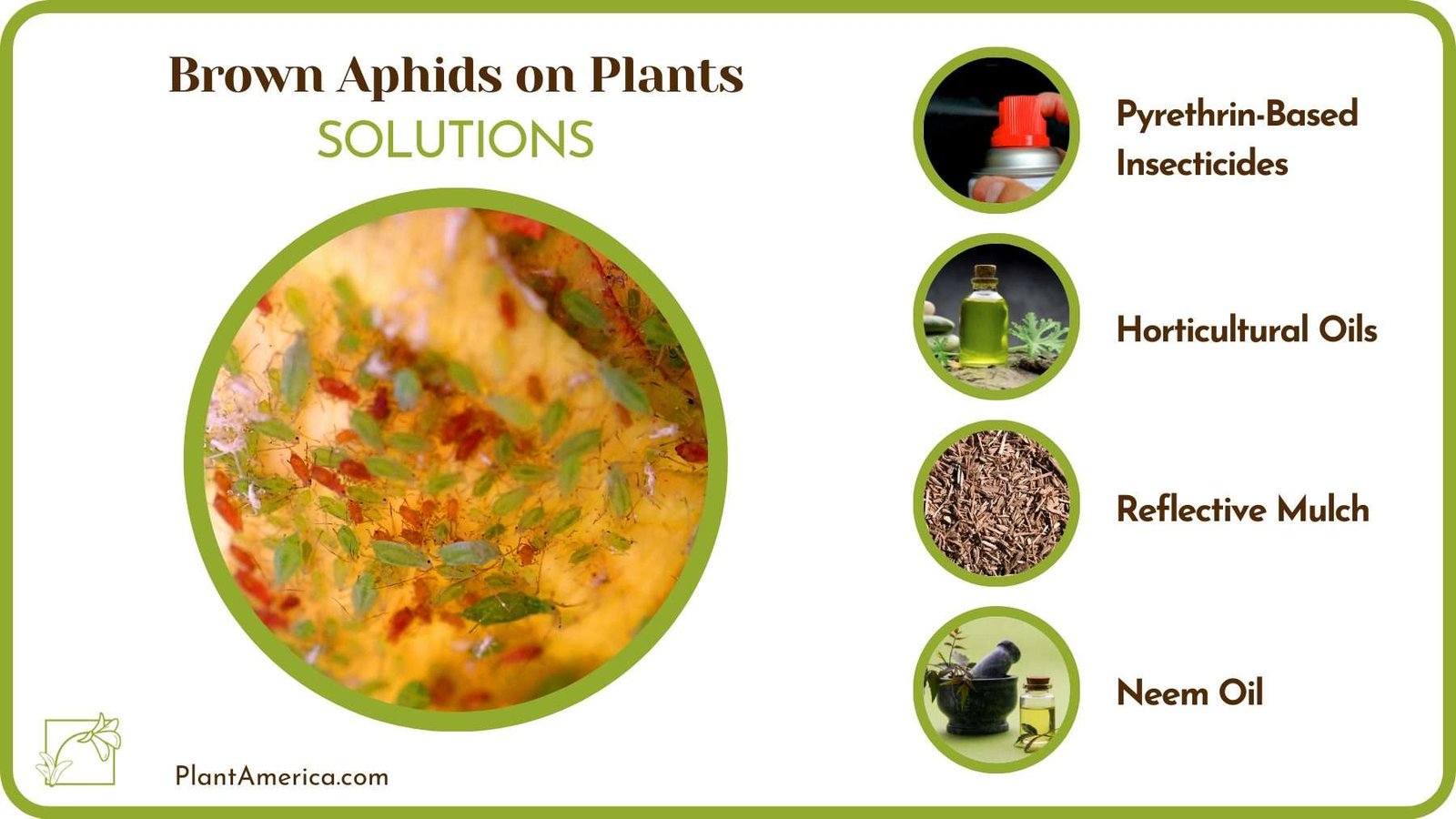 Solution for Brown Aphids on Plants Plant America
