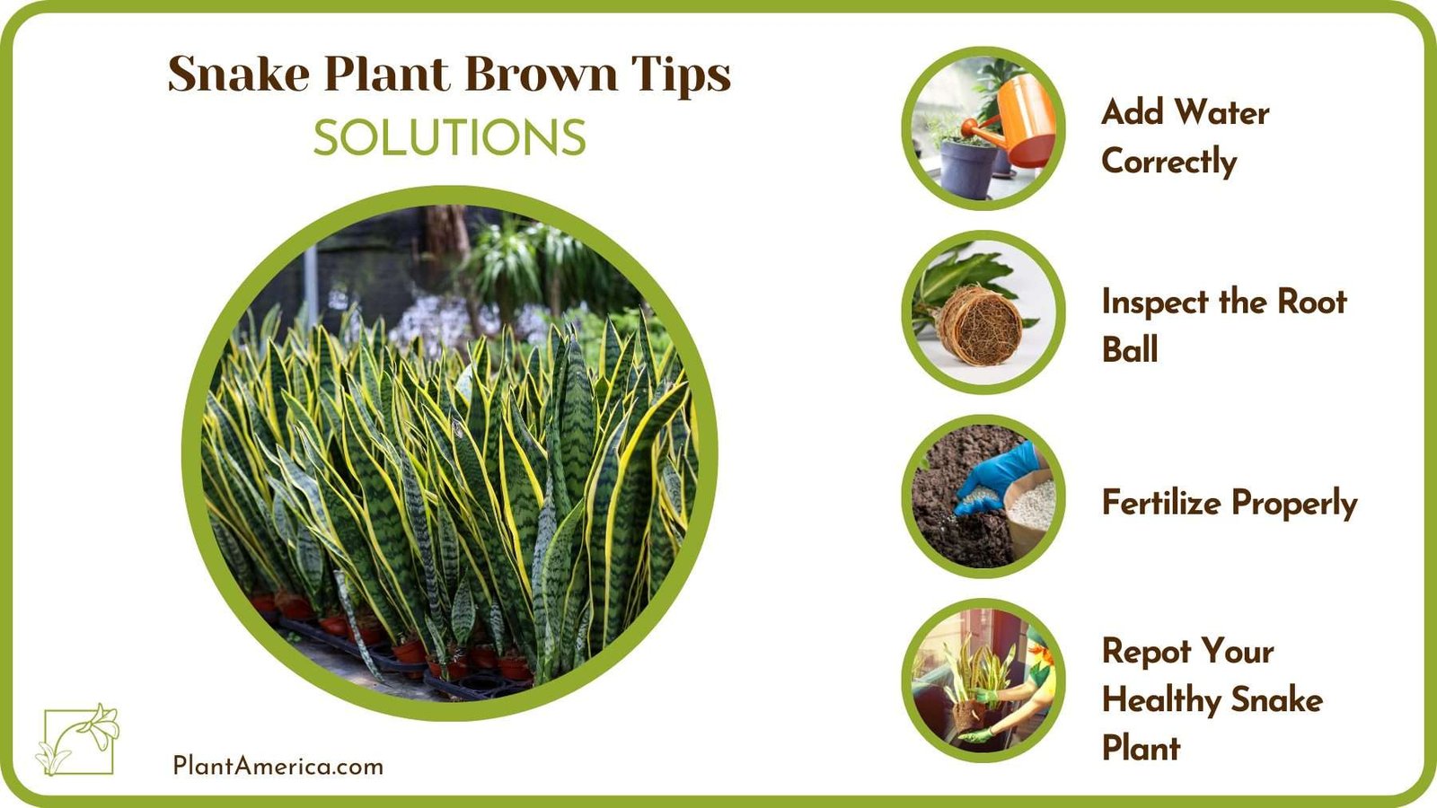 Solution for Snake Plant Brown Tips Plant America
