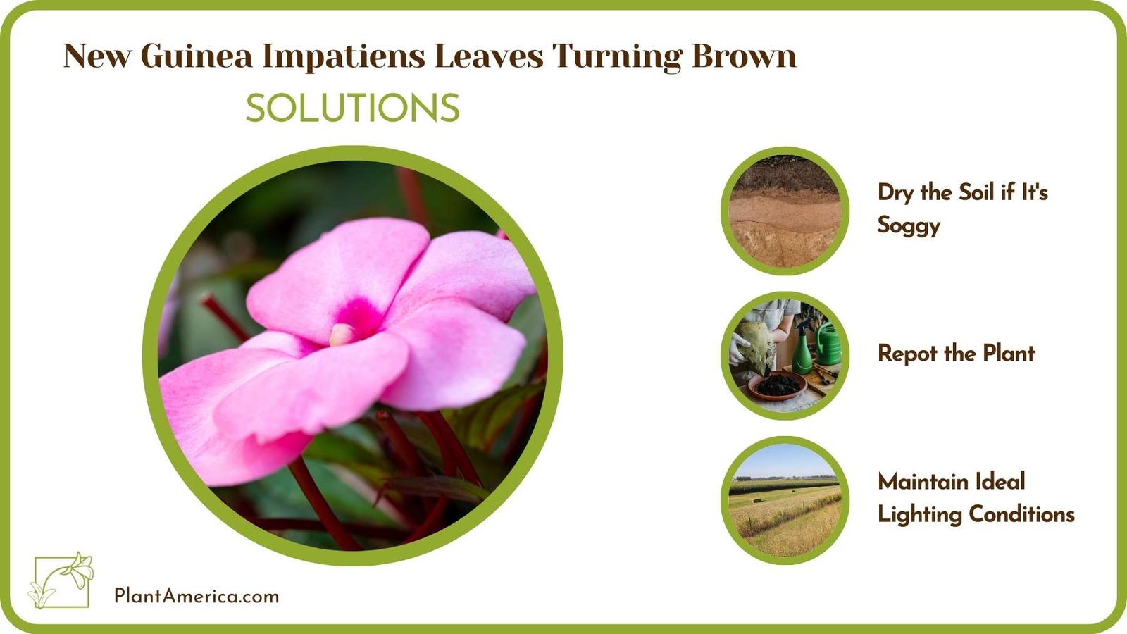 Solutions For New Guinea Impatiens Leaves Turning Brown Plant America