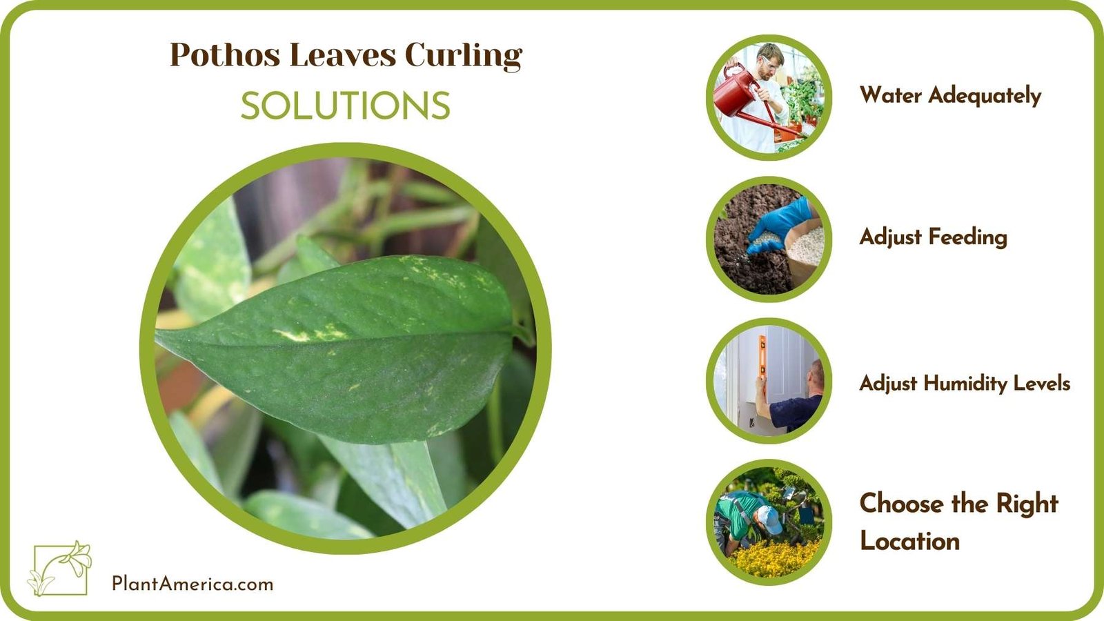 Solutions For Pothos Leaves Curling Plant America