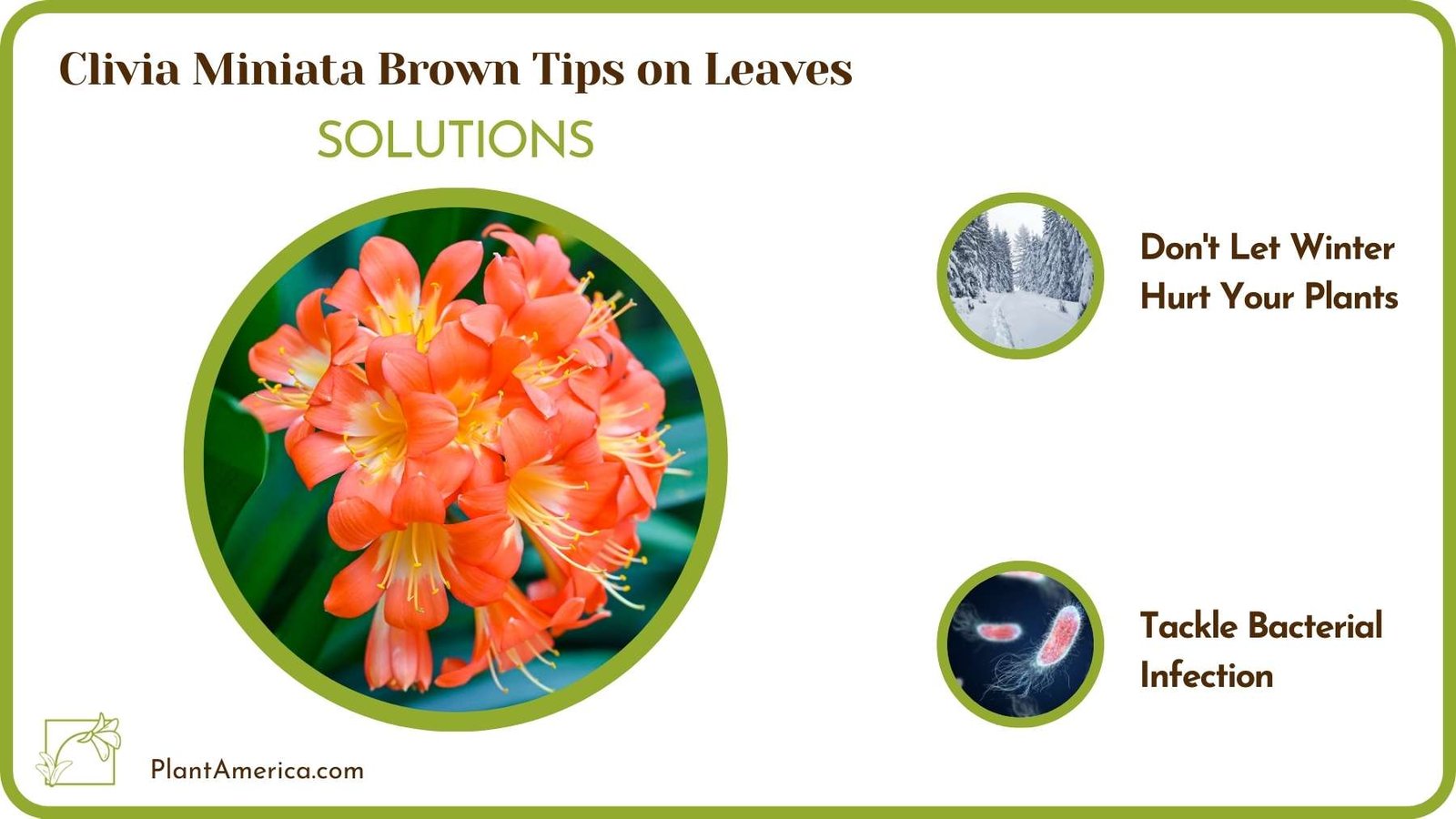Solutions Of Clivia Miniata Brown Tips on Leaves Plant America 2